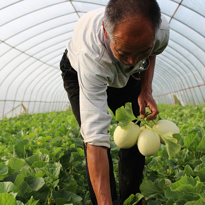 10斤陕西阎良甜瓜新鲜采摘头茬香瓜当季哈...