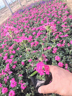 疯狂的妈采集到花镜植物