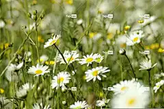 草地 笔记本电脑壁纸 全高清壁纸 雏菊 花 菊花植物 4K壁纸