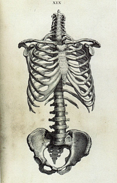 冰比冰水冰的冰_采集到参考—人体骨骼采集#素描##造型##速写##铅笔画