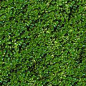 Hedge seamless texture pack - vegetation_hedge_30.png | OpenGameArt.org