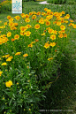 大花金鸡菊 Coreopsis grandiflora Hogg. 中国植物图像库