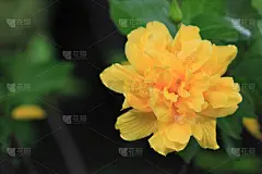 近距离观赏花园中的芙蓉花