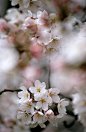 平和 | Cherry Blossoms. 桜。ちょっと遅いけど - (By Owen Murray)