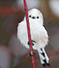 银喉长尾山雀可爱小精灵，白色的，洁白无瑕，毛茸茸的