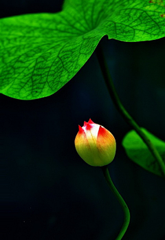 咕噜大侠采集到花