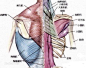 背阔肌以及大圆肌止于肱骨