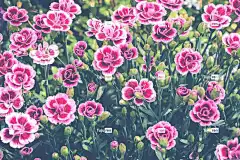 花朵 免费壁纸 石竹 粉红色 花卉 花卉栽培 自然 鲜花