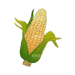 玉米  - 源文件下载【酷图网】高粱,玉米,五谷杂粮,燕麦,水稻,麦穗小米,粮食,口粮,主要粮食,农产品,农产品线稿,农产品插画,粮食插画,粮食素材,粮食手绘