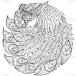 美丽的孔雀手绘素描插图成人着色书