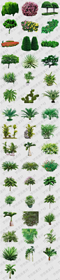 绿色园林园艺热带景观树png格式透明底免抠元素图片设计素材-淘宝网