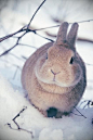Winter Rabbit | Animals