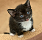 cutest kitten ever!