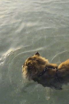 浪漫の蜗牛采集到萌