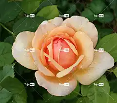 花 黄色 玫瑰 香 美丽的花朵 玫瑰花 花壁纸 盛开 花卉背景