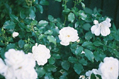 凉生浮华采集到花语