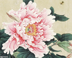 白槎呀采集到唯有牡丹真国色，花开时节动京城