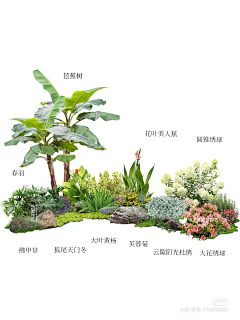LLL``采集到W植物品种 种植说明