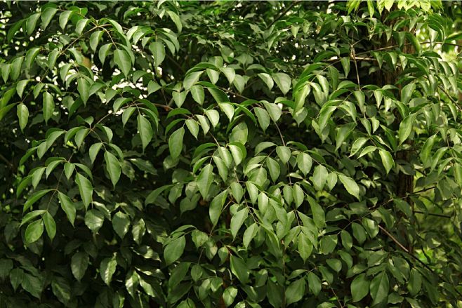 幌伞枫（Heteropanax fragrans）