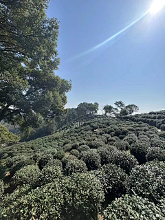 小牛牛采集到茶园