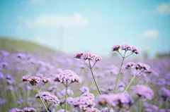 紫色花海桌面壁纸