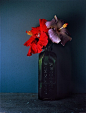 静物摄影，花 | Hugh Stewart ​​​​