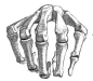 Gottfried Bammes - Die Gestalt Des Menschen - Anatomy & Visual Arts - 3-3 : Scribd is the world's largest social reading and publishing site.
