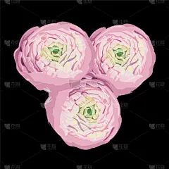 自然美,牡丹,粉色,花蕾,深情的,动物手,传统,请柬,壁纸,绘制