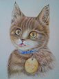 临摹#飞乐鸟#《色铅笔的手绘时光-猫咪绘明信片组》
