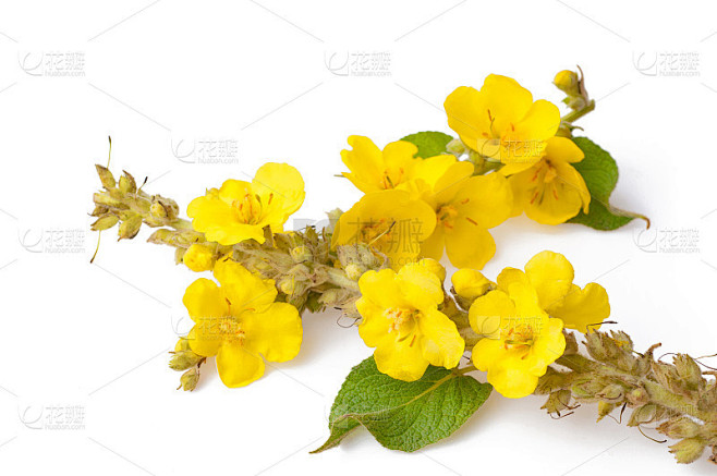 近距离观察毛蕊花(大毛蕊花或普通毛蕊花)
