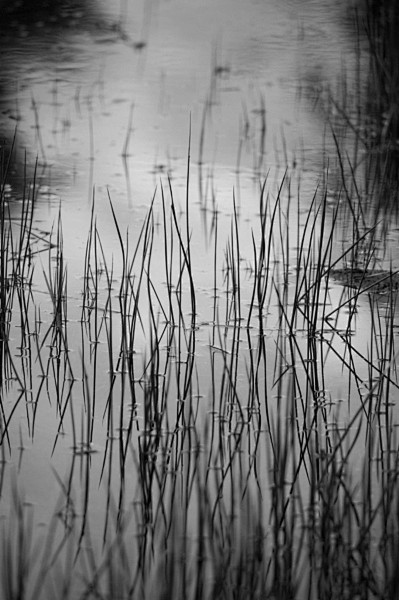 Zen Pond by  Dan Bon...
