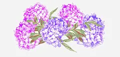 绣球花手绘免抠素材_新图网 https://ixintu.com 手绘 插画 植物 绣球花 花