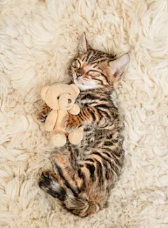 点击来源直接获取大图文件 |Cute bengal kitten sleeps and hugs favorite toy bear on a bed at home.Top down view