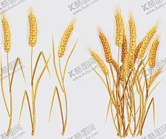 小麦 【酷图网】小麦,麦穗,麦子,大麦,粮食,农作物,