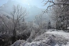 冬天的风景——树木，雪和阳光