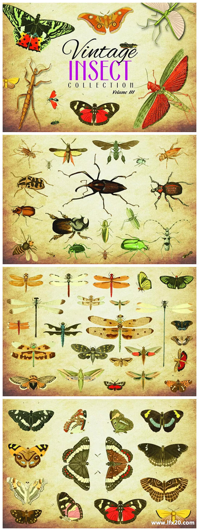 源文件 - 172种复古昆虫节肢动物矢量...