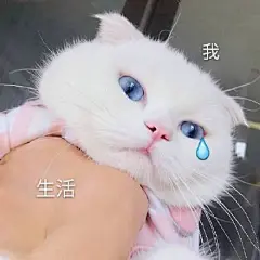 猫咪表情包合集｜你都没有胸，凶什么凶_宠物频道_东方资讯