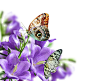 紫色花蝴蝶图片