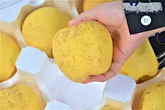 山东黄金维纳斯苹果