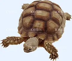 乌龟  - 源文件下载【酷图网】海龟,乌龟,卡通乌龟,手绘海龟,乌龟插画,可爱乌龟,爬行乌龟,卡通海龟,海龟漫画,海龟插图,深海动物,水族世界,