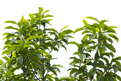 cx3300000000采集到挂角树拼贴植物 高清 png免抠ps 景观建筑前景效果图配景素材