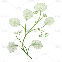 许丽PIng采集到花草系列