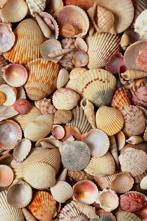 好多贝壳，好漂亮的贝壳，去海边吧，我给你...