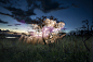 发光的树 | Vitor Schietti光绘作品 - 观念摄影 - CNU视觉联盟