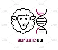 羊基因改造。
基因工程科学与医学的概念。科学旗帜，海报的设计元素。