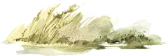 手绘水墨草丛