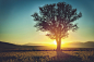 Silhouette of Lonely tree