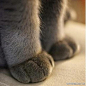 温柔的猫爪。。。
