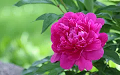 红牡丹，花瓣，绿色叶子，牡丹花桌面壁纸