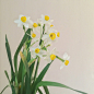 水仙花